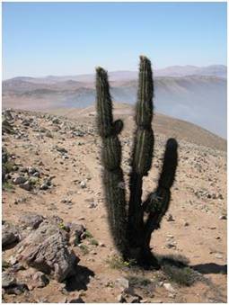 Sector Punta Lobos, costa región de Tarapacá