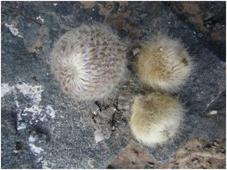 Sector Patache, costa región de Tarapacá