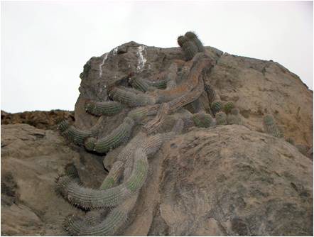 Sector Quebrada Burros, Loma Morro Sama, Tacna, Perú